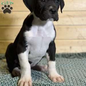 Jake, Great Dane Puppy